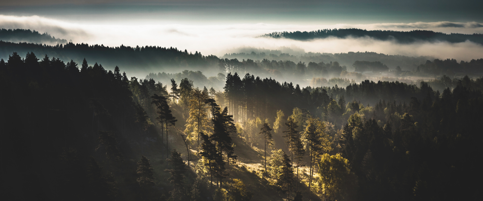 enigmatic old forest with lights shining true the trees and fog rolling over the trees