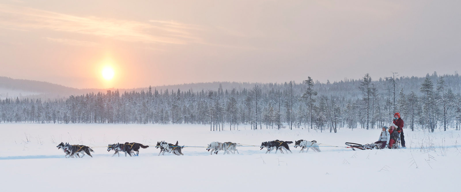 dog sledding in the north of swedens forest with sun low on the horizon