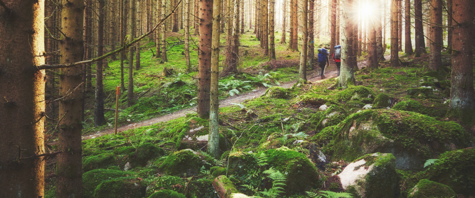 forest landscape and two hikers